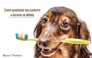 Como acostumar o seu cachorro a escovar os dentes