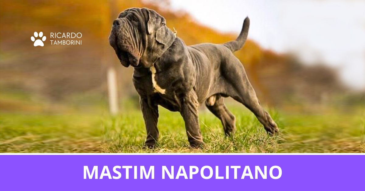 Mastino Napoletano